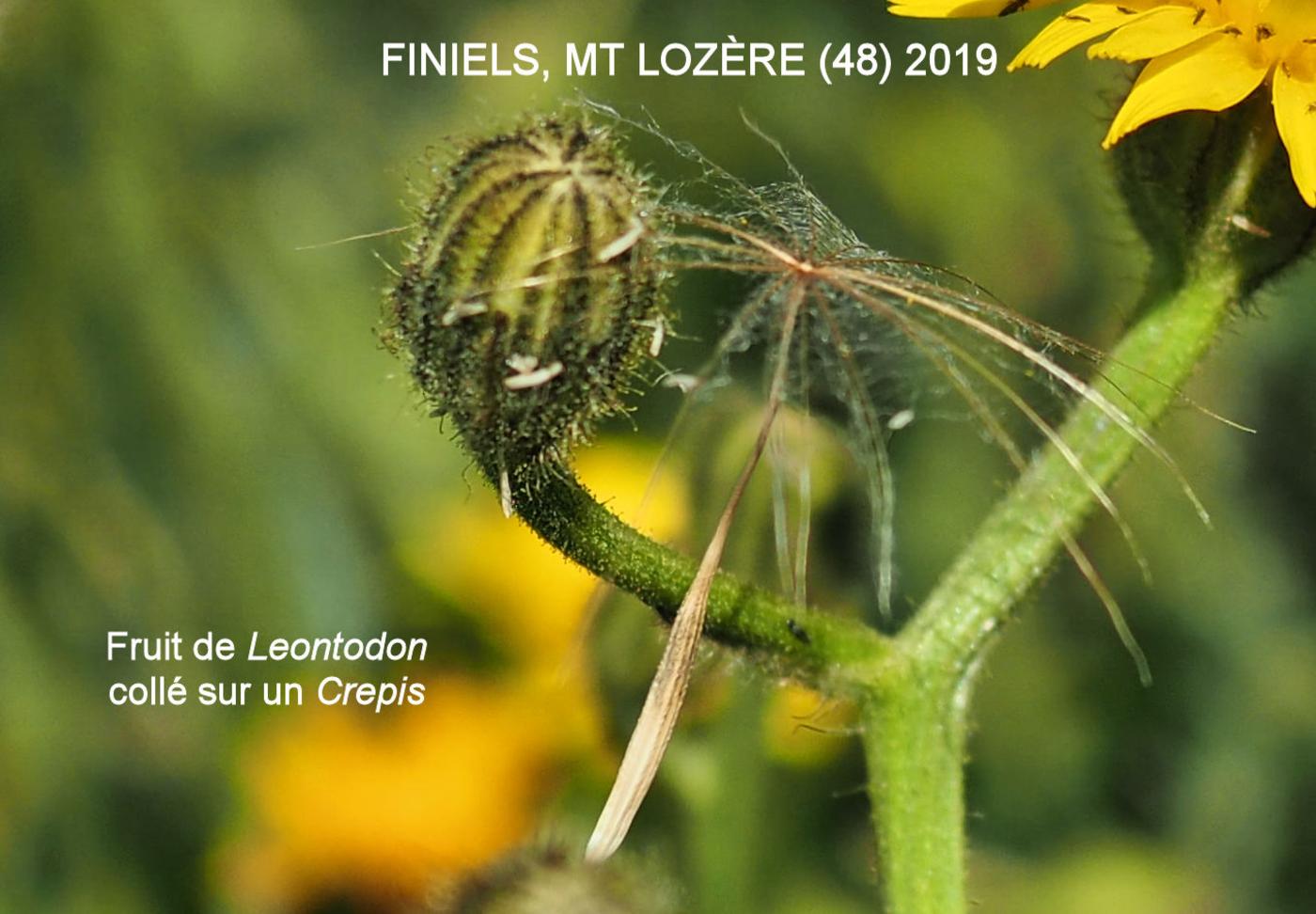 Hawkbit, Rough fruit